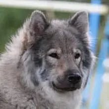 Eurasier vom Traventhal cover