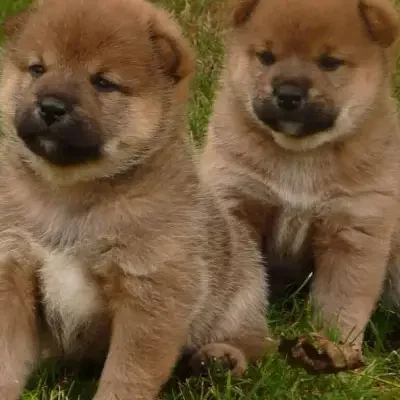 of Magic Comet cover