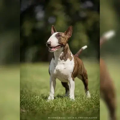 Charburner Bulls cover