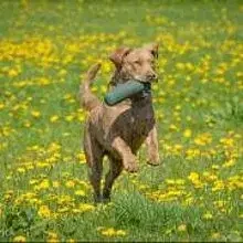 Sur le Quivive cover