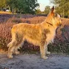 du rêve vécu cover