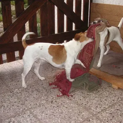 Gavrilykke’s cover