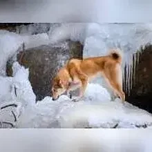 vom Hof Hartmann cover