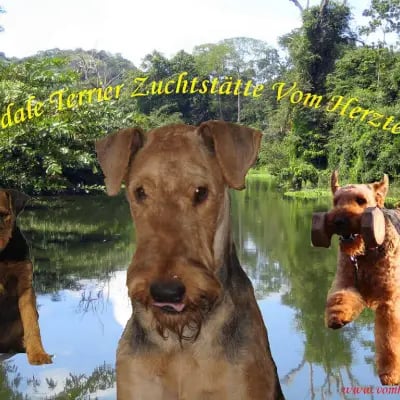 vom Herzteich cover