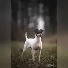 vom Hoffnungstal cover