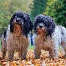 vom Donauparadies cover