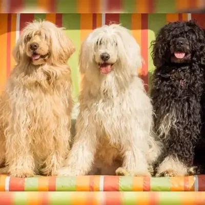 Edle von den Wasserbergen cover