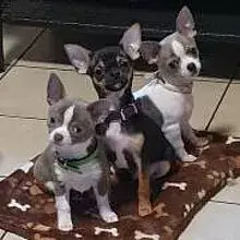 Chicoleo's Chihuahuas cover
