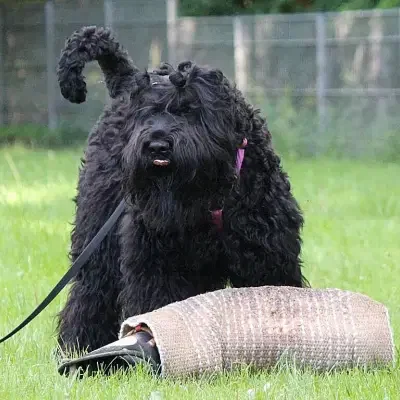 s Zemel Russkich cover