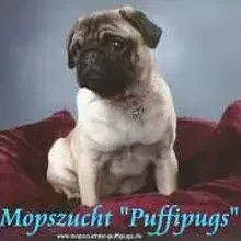 von den Puffipugs cover