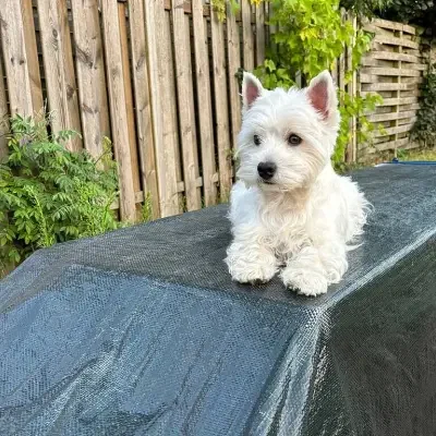 vom Ostseewind cover