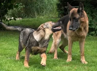 Hundezucht vom Kalten Brook cover