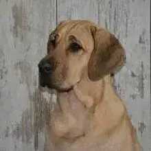 vom Grafenland cover