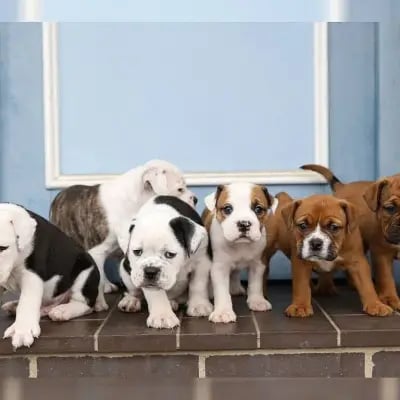 Diekbek Bulldogs cover