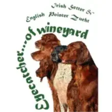 Eyecatcher ... of wineyard cover