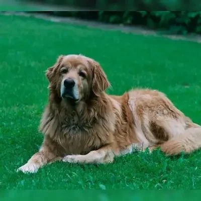 von den Angelitern cover