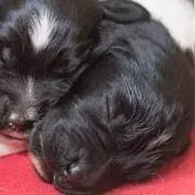 of Staby Island cover