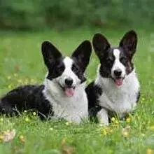 Howling Titans cover