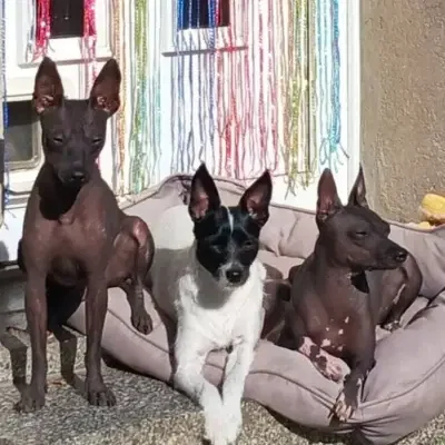 vom Blühmchen cover