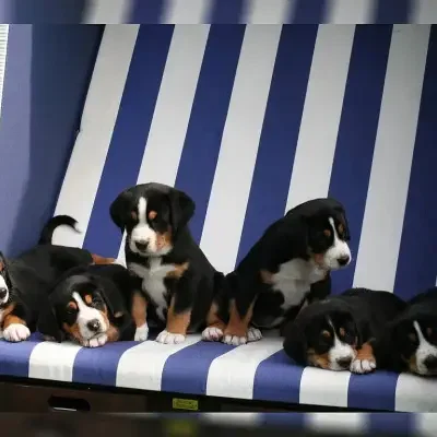 vom Gerther Ostwald cover