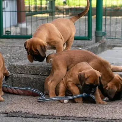 von Holly-popp-Sunshine cover