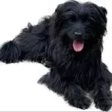 vom Wandersmann cover