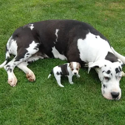 von Hela’s Herzräuberhof cover