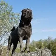 von Dewyhidari cover