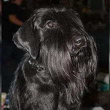 von der Fortuna-Ranch cover