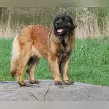 Löwe vom Nixstein cover