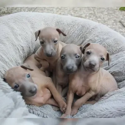 Piccolo Compagno cover