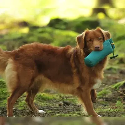 ThorWill’s Red Buffoons cover