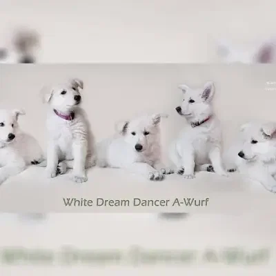 white dream dancer cover