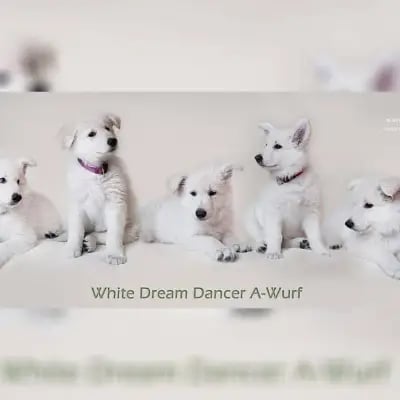 white dream dancer cover