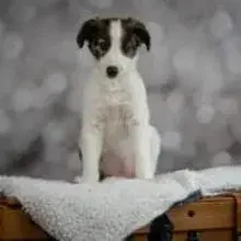 Gently Hills Windsprites cover