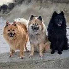 von den Chiemgaugrafen cover