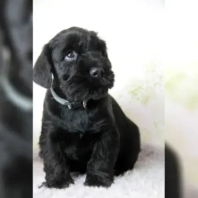 vom grauen Papagei cover