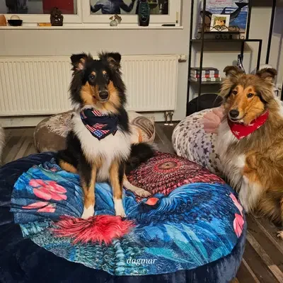 Collies Of True Fellow cover