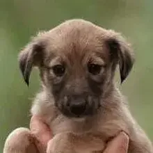 like a Pearl in the Sun cover