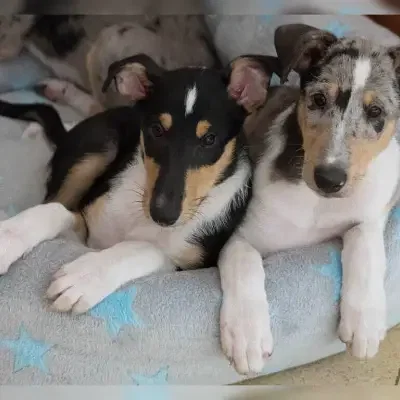 My shining star cover