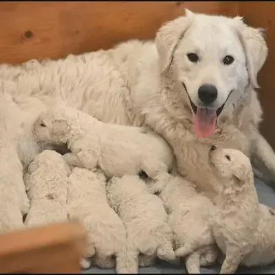 von den grossen Strolchen cover