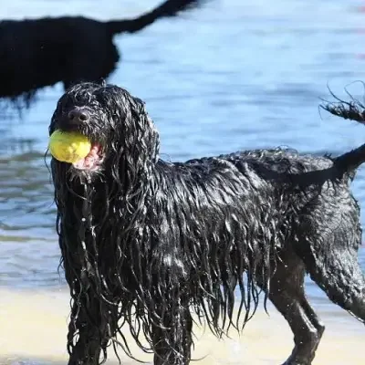 vom Steinernen Garten cover