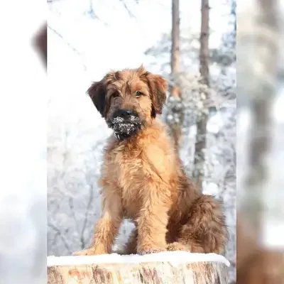 Starigards Sonne cover