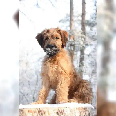 Starigards Sonne cover
