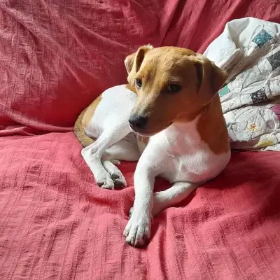 vom Buckhornwäldchen cover