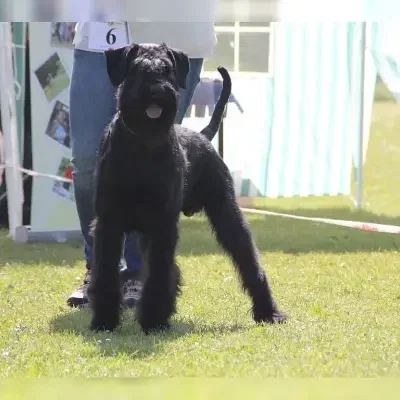 von der Stumpfenburg cover