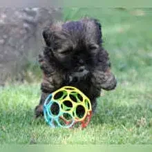 Le Dakini Lhassa cover