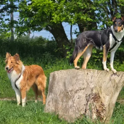 Märchencollies cover