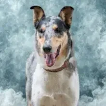 Quid Quid Agis cover