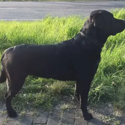 vom Siedlungshof cover